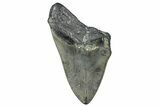 Bargain, Fossil Megalodon Tooth - North Carolina #346343-1
